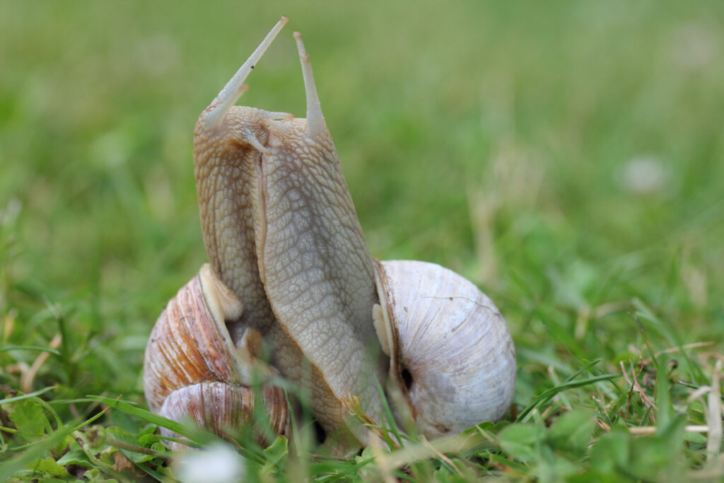 Quels sont les différents types d'escargots?