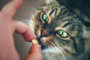 Un chat qui prend un médicament. 