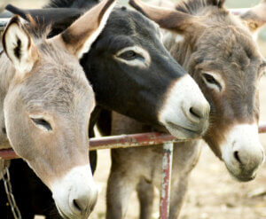 Burrolandia : un refuge pour les ânes maltraités