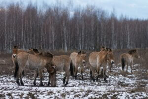 Les chevaux de Tchernobyl : comment survivent-ils ?
