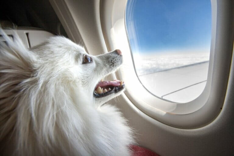Quelles races de chiens ne peuvent pas voyager en avion ?