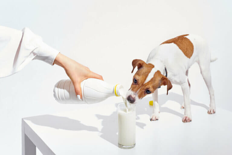 Les chiens peuvent-ils boire du lait ?