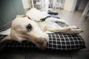 Hernie périnéale chez le chien : symptômes, traitements et soins