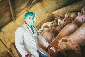 Rouget du porc : symptômes, causes et traitement