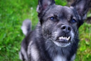 Malocclusion dentaire chez le chien : causes, conséquences et traitements