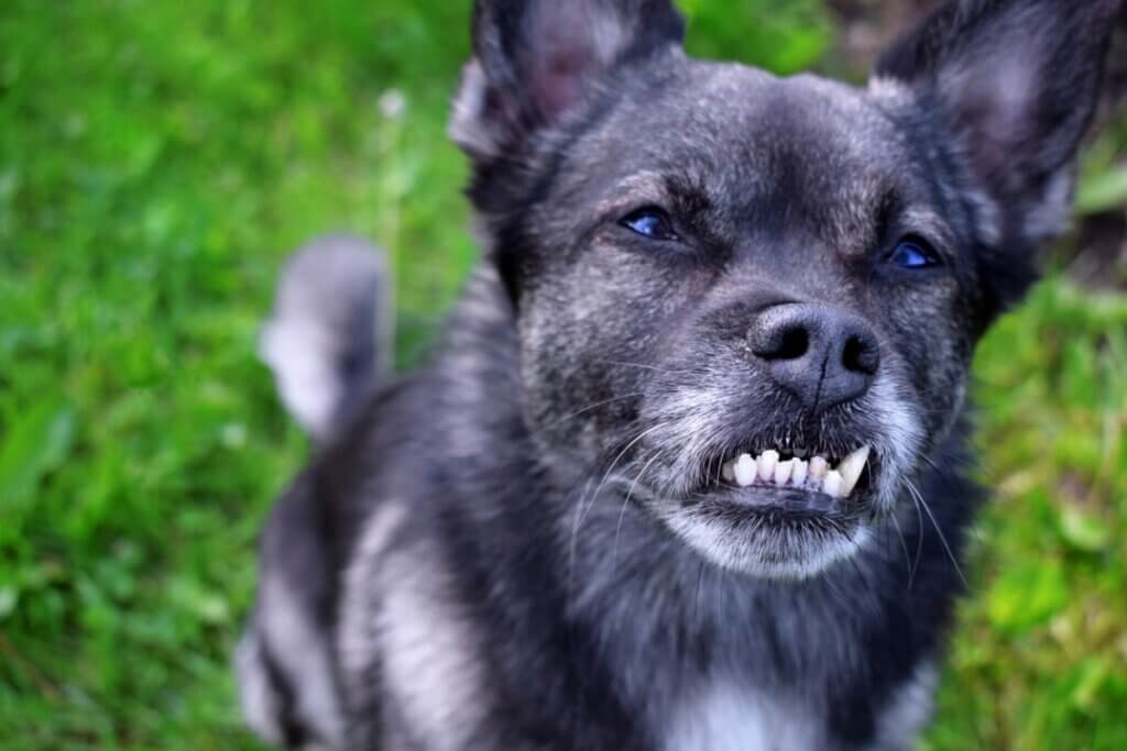 Malocclusion dentaire chez le chien : causes, conséquences et traitements