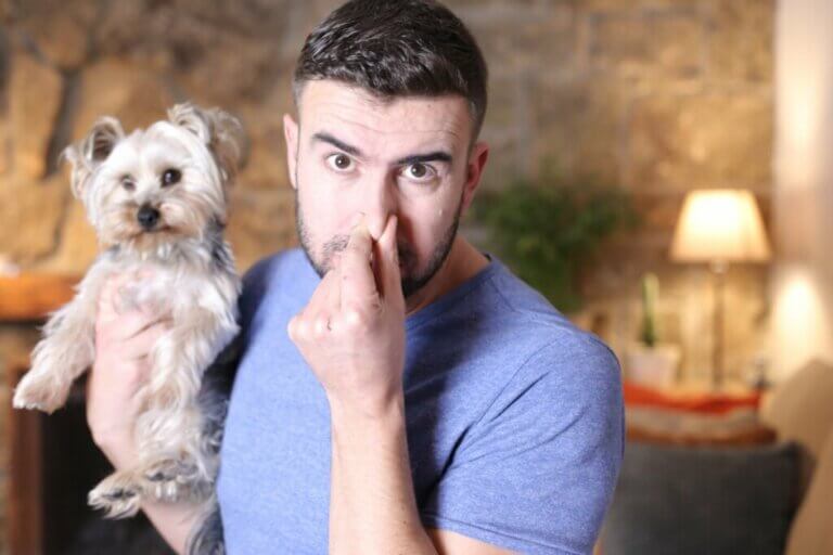 Comment éliminer l'odeur de moufette de votre chien ?