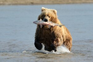 Pourquoi les ours aiment-ils le saumon ?