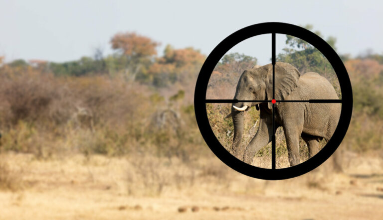 Pourquoi certains éléphants ont des défenses et d'autres pas ?