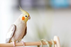 Les perruches nymphiques peuvent-elles parler ?
