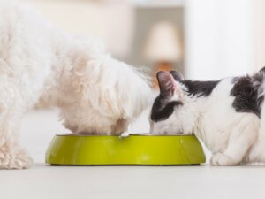 4 avantages de l'alimentation mixte pour votre animal