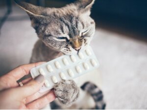 Antihistaminiques pour chats : posologie et effets secondaires