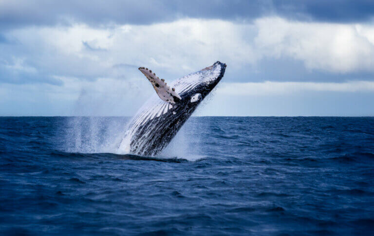 Baleine 52 herts : la baleine la plus solitaire au monde