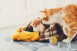 Après l'accouchement, quand une chatte entre-t-elle en chaleur ?