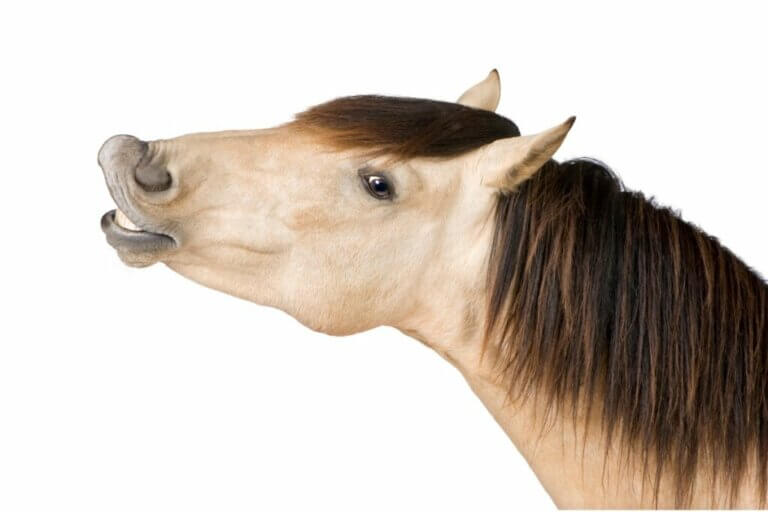 Pourquoi les chevaux hennissent-ils ?