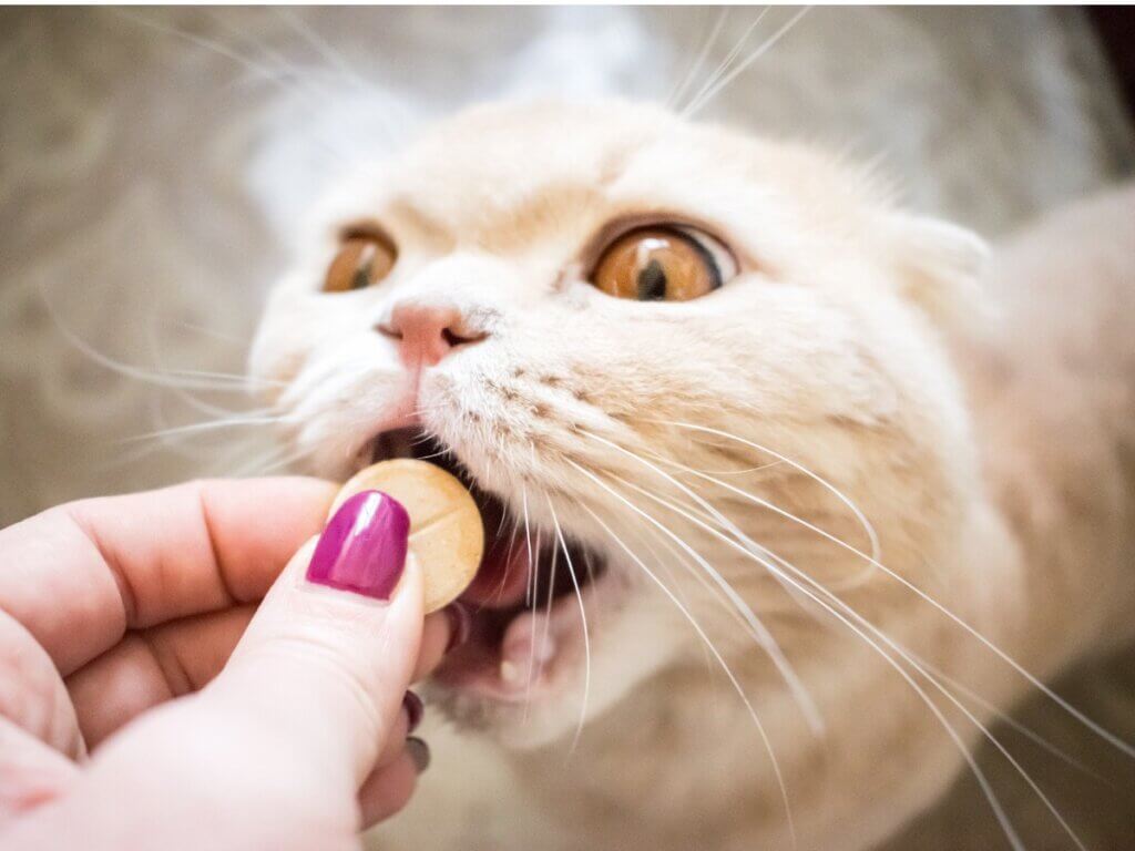 Les compléments alimentaires pour chats