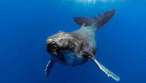 Le comportement des baleines