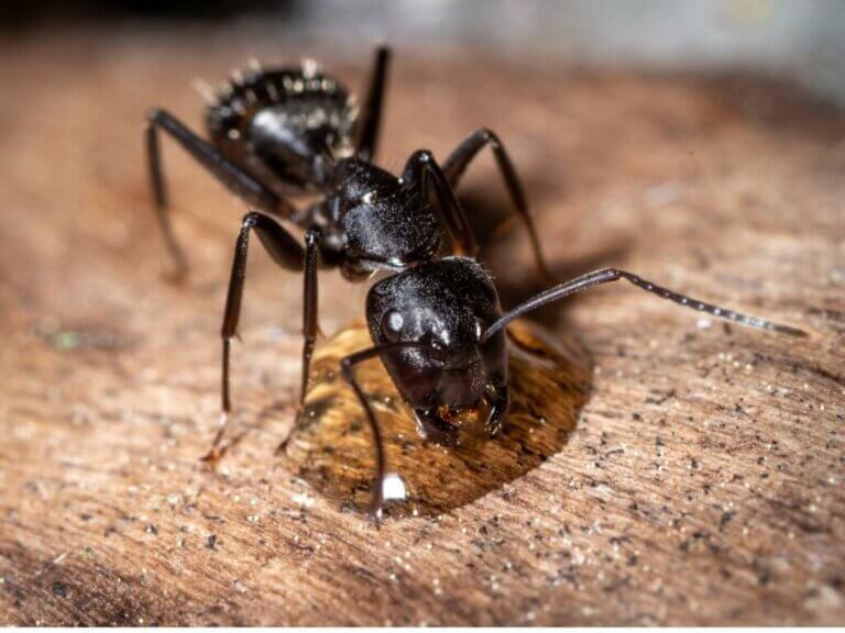 Le comportement des fourmis
