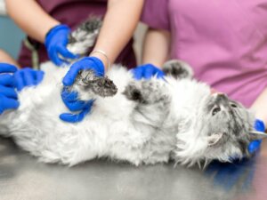 Calculs urinaires chez le chat : symptômes, types et traitement