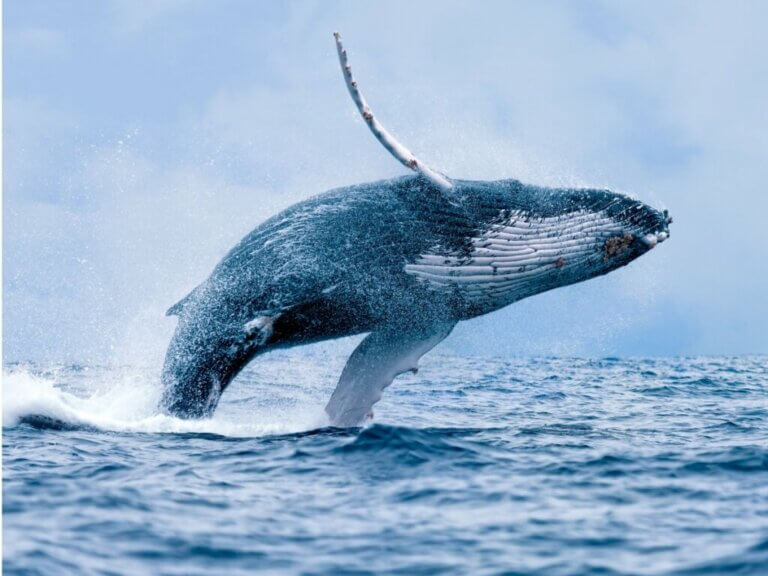 Comment les baleines respirent-elles ?