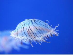 La méduse Olindias formosa est-elle dangereuse ?