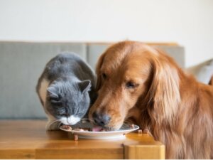 La FEDIAF présente de nouvelles recommandations nutritionnelles pour les chiens et les chats