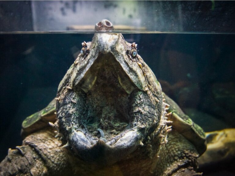 Tortue alligator : habitat et caractéristiques