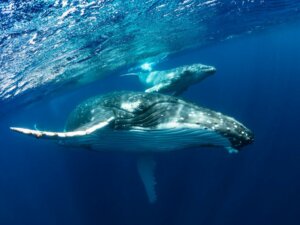 Baleine à bosse : habitat, caractéristiques et comportement