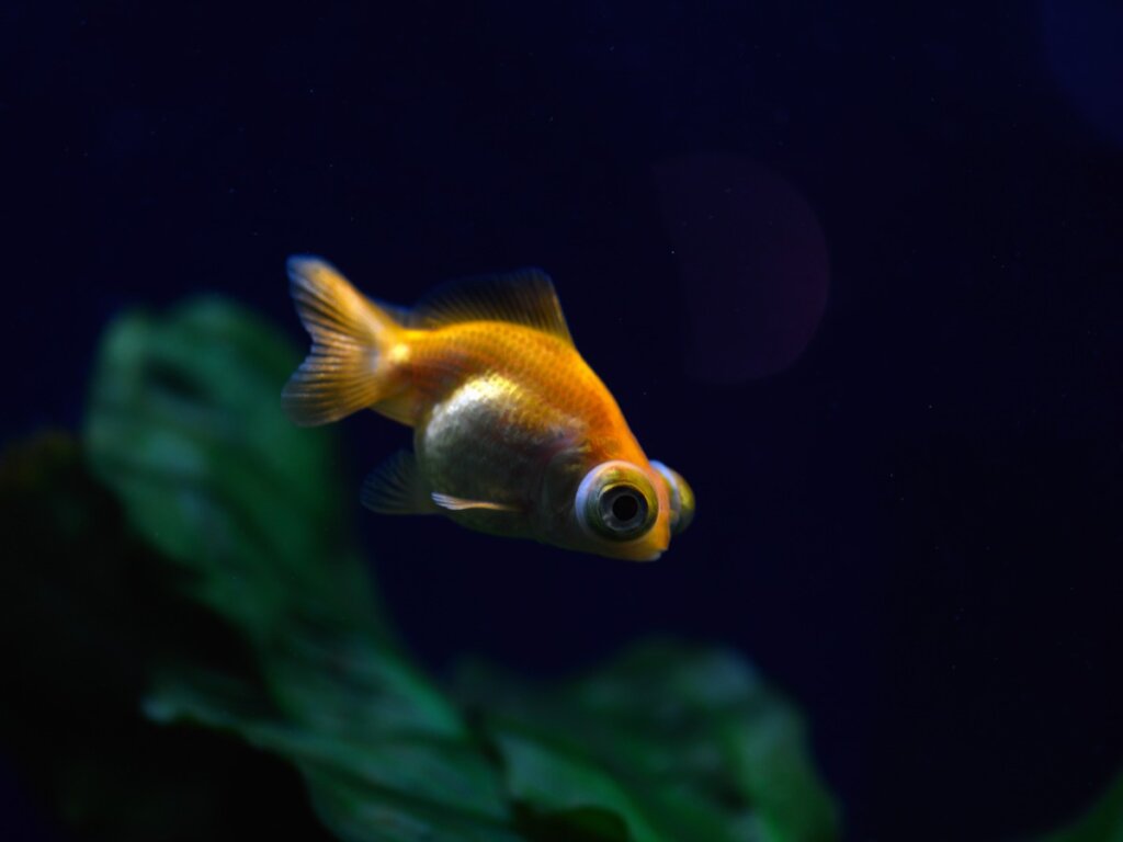 Exophtalmie chez les poissons : tout ce qu'il faut savoir