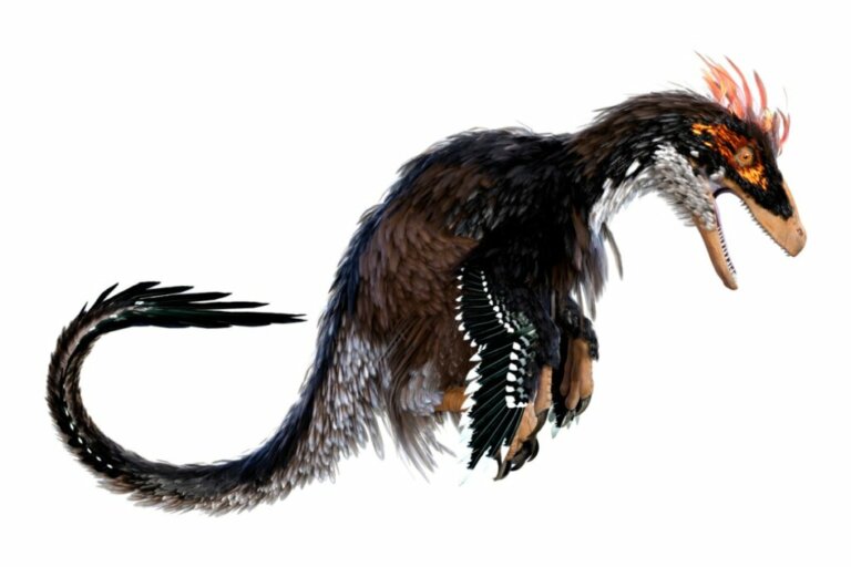 Ubirajara jubatus : le dinosaure qui arborait une crinière