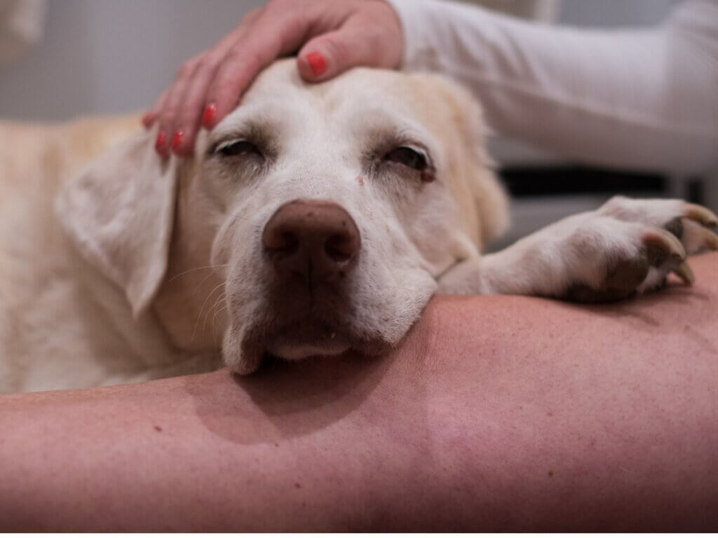 Cancer chez le chien : 5 causes et prévention