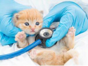 Giardiose chez le chat : symptômes, infection et traitements