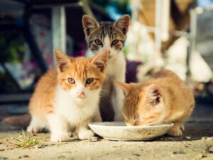 Les soins à prodiguer aux chatons orphelins