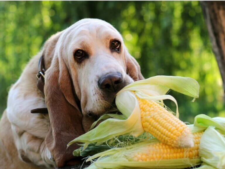 Les chiens peuvent-ils manger du maïs ?