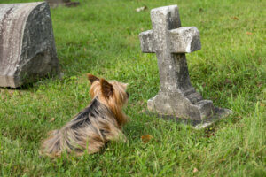 10 signes qui montrent qu'un chien est mourant