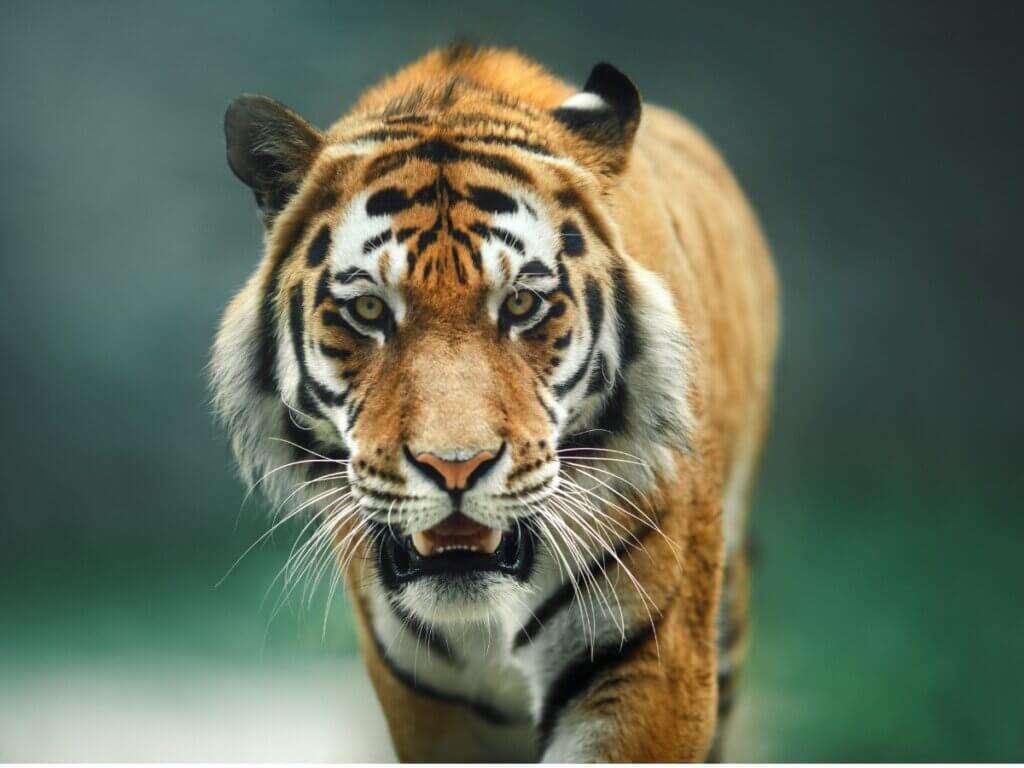 Le comportement du tigre