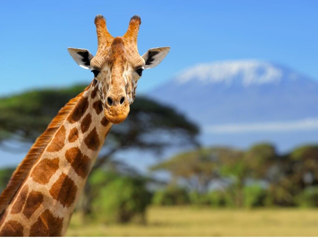 Le comportement de la girafe