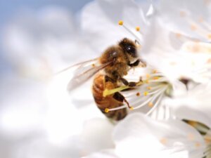 Le cycle de vie des abeilles
