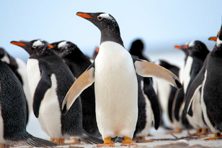 Le comportement des pingouins