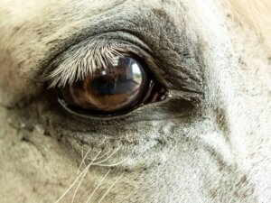 Glaucome chez le cheval : causes, symptômes et traitement