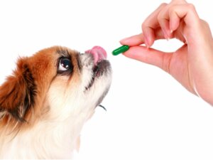 Méthylprednisolone chez le chien : posologie et contre-indications