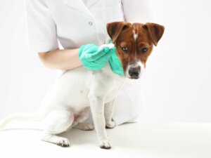 Paraphimosis chez le chien : caractéristiques, causes et traitement
