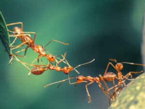 12 curiosités sur les fourmis