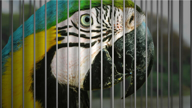 7 oiseaux domestiques en danger d'extinction