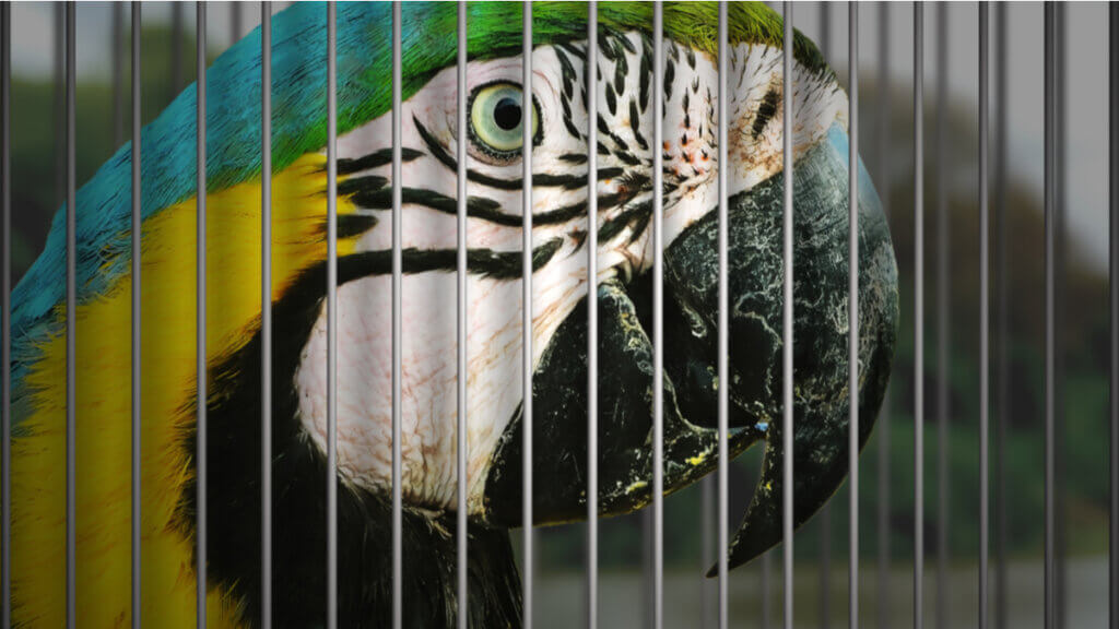 7 oiseaux domestiques en danger d’extinction