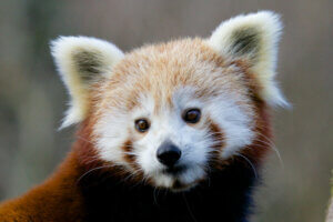 14 curiosités sur le panda roux