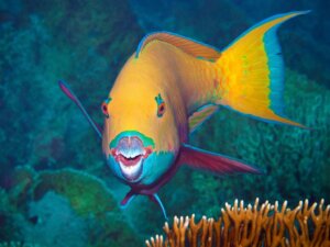 7 curiosités sur le poisson-perroquet