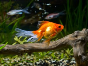 10 curiosités sur le poisson rouge