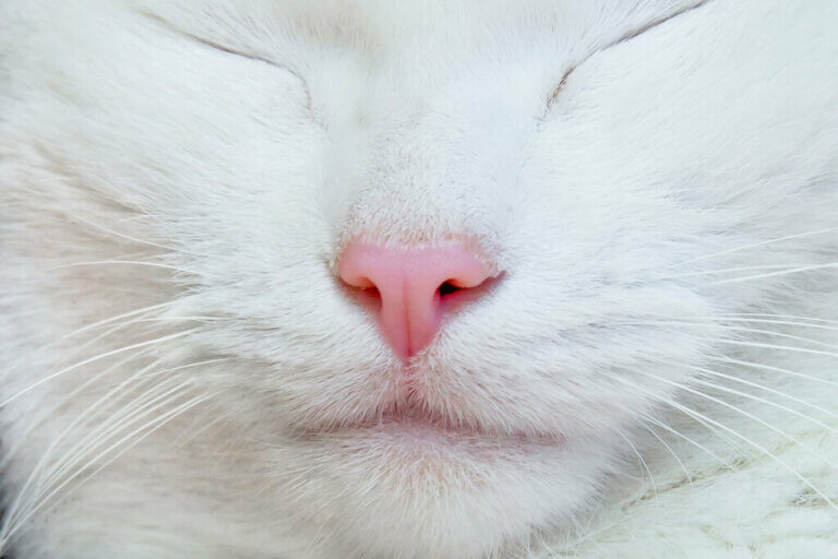 Que signifient les positions de votre chat lorsqu'il dort ?