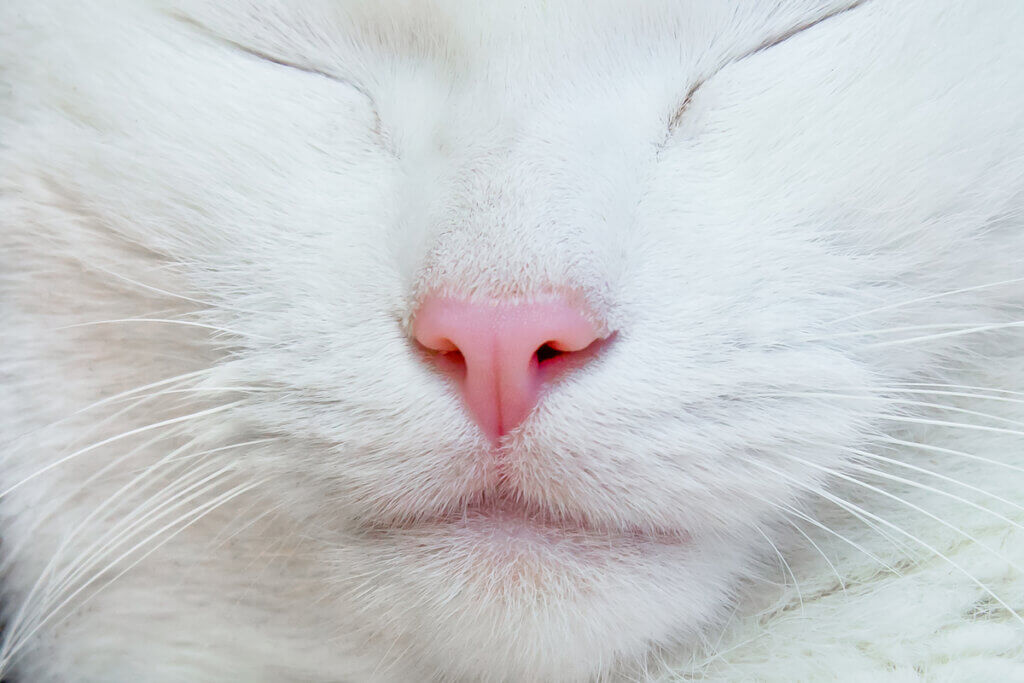 Que signifient les positions de votre chat lorsqu’il dort ?